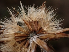 Celmisia graminifolia