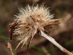 Celmisia graminifolia