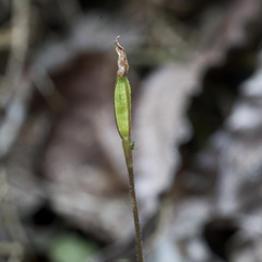 Caladenia variegata