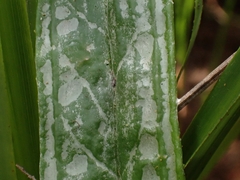 Celmisia graminifolia