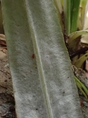 Celmisia graminifolia