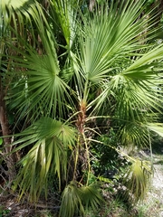 Acoelorraphe wrightii