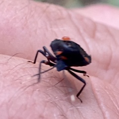Trombidiformes