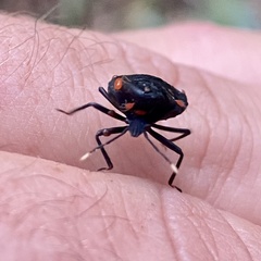 Trombidiformes