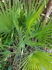 Acoelorraphe wrightii