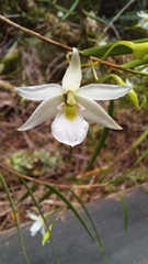 Dendrobium cunninghamii