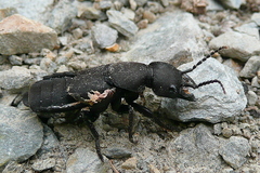 Ocypus olens