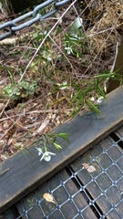 Dendrobium cunninghamii