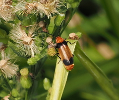 Sphaerarthrum mastersii