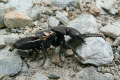 Ocypus olens