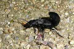 Ocypus olens