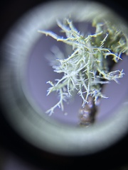Usnea hirta