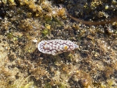 Goniobranchus geometricus