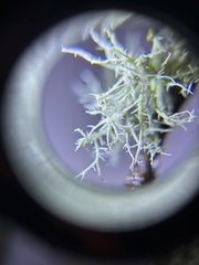 Usnea hirta
