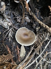 Melanoleuca melaleuca