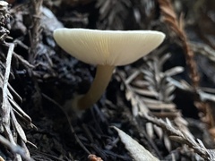 Melanoleuca melaleuca