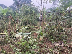 Musa