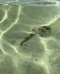 Trygonorrhina dumerilii