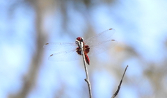 Aethriamanta circumsignata