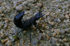 Ocypus olens