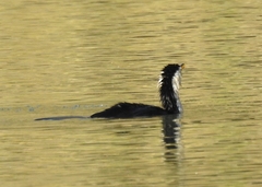 Microcarbo melanoleucos