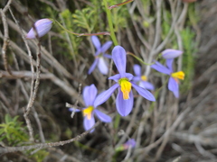 Cyanella hyacinthoides