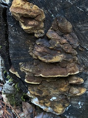 Fuscoporia gilva