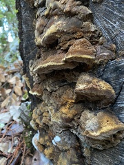 Fuscoporia gilva