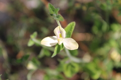Carlowrightia