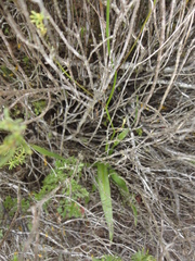 Cyanella hyacinthoides