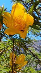 Hypericum lanceolatum