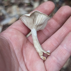 Clitopilus cystidiatus