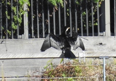 Microcarbo melanoleucos