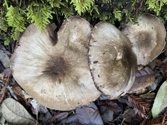 Agaricus deardorffensis