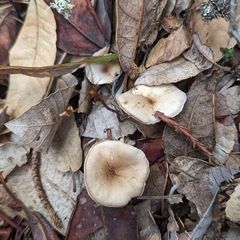 Clitopilus cystidiatus