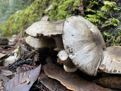 Agaricus deardorffensis