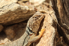 Crotaphytus bicinctores