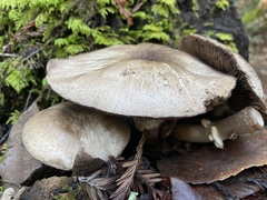 Agaricus deardorffensis