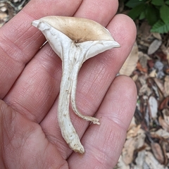 Clitopilus cystidiatus