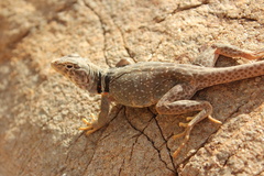 Crotaphytus bicinctores