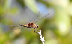 Tramea loewii