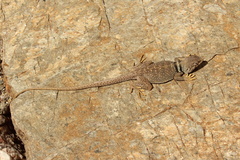 Crotaphytus bicinctores