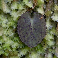 Corybas acuminatus
