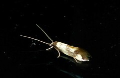 Opogona comptella