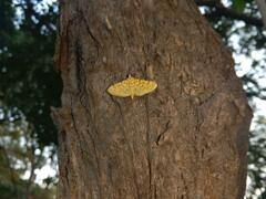 Conogethes punctiferalis