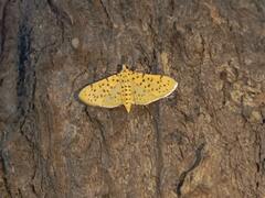 Conogethes punctiferalis