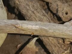 Aethaloptera sexpunctata