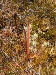Drosera arcturi
