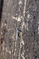 Arachnomyia arborum