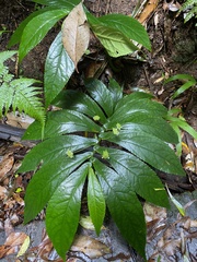 Elatostema reticulatum